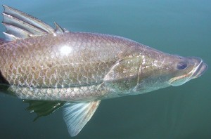 barramundi facts