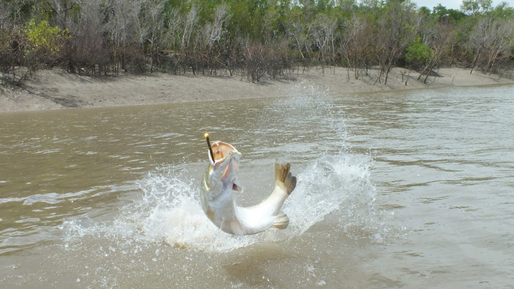 Big Barramundi Jumps